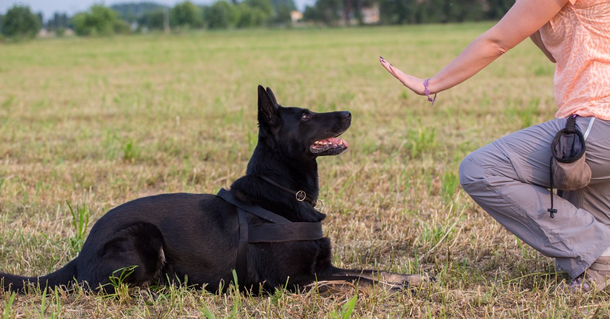 When Is It Time to Hire a Dog Trainer?